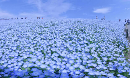 VR180 8k ネモフィラの丘（Nemophila Hill in Ibaraki）