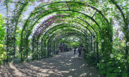 VR180 8k 横浜イングリッシュガーデン（Rose Garden in Yokohama）