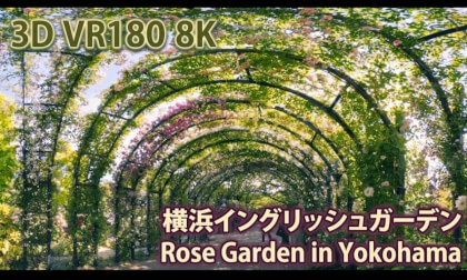VR180 8k 横浜イングリッシュガーデン（Rose Garden in Yokohama）