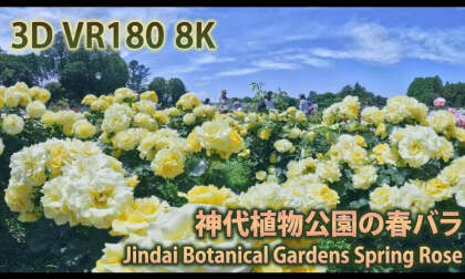 VR180 8k 神代植物公園の春バラ（Jindai Botanical Gardens Spring Rose Festival）