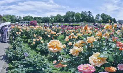 VR180 8k 神代植物公園の春バラ（Jindai Botanical Gardens Spring Rose Festival）