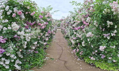 VR180 8k 中之条ガーデン（spring roses at Nakanojo Gardens in Gunma）
