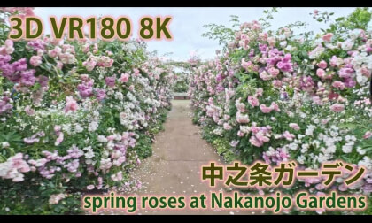 VR180 8k 中之条ガーデン（spring roses at Nakanojo Gardens in Gunma）