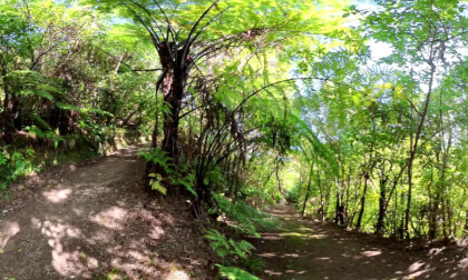 Exploring ZEALANDIA in Wellington, New Zealand | A Wildlife Sanctuary Full of Native Species