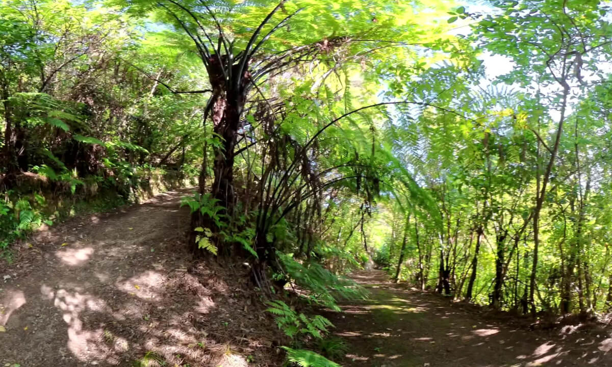 Exploring ZEALANDIA in Wellington, New Zealand | A Wildlife Sanctuary Full of Native Species