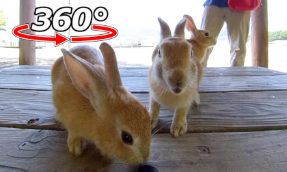 VR 360° | Three rabbits are moving around on a bench!