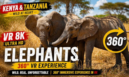 Magical Elephant Safari in Kenya & Tanzania  8K 360° VR Experience