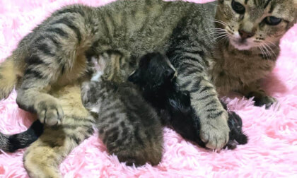 Older cat and kitten accepted at one week old became like a real mother and son... | 先住猫と生後1週間で受け入れた子猫が本当の親子のようになりました…