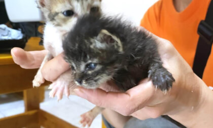 Baby kitten at vet because their tummy were not well... | 子猫たちの調子が悪いので動物病院に連れて行きます...
