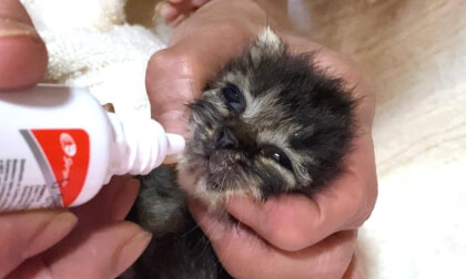 Cute Kitten hate to take the medicine.... | 薬がイヤで絶対くち開けませんって顔してる子猫が可愛い