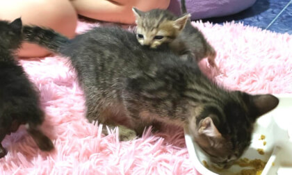 Kitten who took baby food from a baby kitten because is tasty | 離乳食がおいしすぎて赤ちゃん猫から奪ってしまった子猫がコチラです…笑