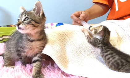 Kitten cracking at bird a charged while her milk time!? | 子猫のミルク中に鳥が突撃してきてクラッキングで大変なことに…その後ガツガツ離乳食を食べる赤ちゃん猫の姿が可愛い