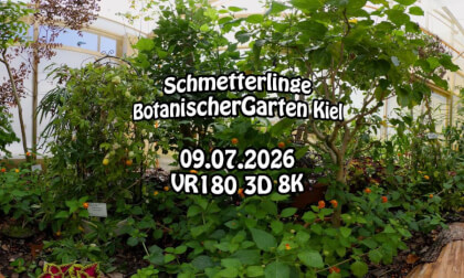 Schmetterlinge / Butterflies in Botanischer Garten Kiel 2026 (VR180 3D 8k)