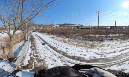 Winter Birdwatching at Tancheon Stream in Yongin, Gyeonggi-do