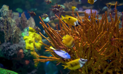 Aquarium 4K video: Beautiful coral reef fish, amazing Marine life