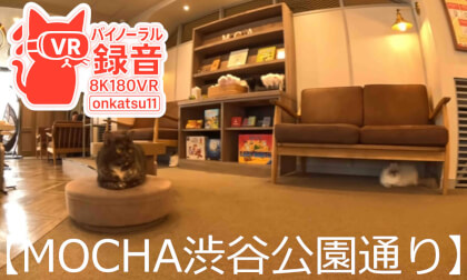 [8K VR180]🐈[Cat Café MOCHA Shibuya Koen-dori Lounge — Relaxing with Adorable Cats in Tokyo]