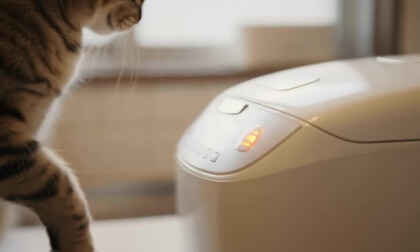 A collection of cat cooking
