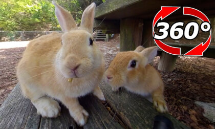 [360 Video] "I want to climb the chair too!" "No!"