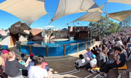 Seal Show at Taronga Zoo 360° VR 8K unedited