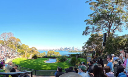 Bird Show at Taronga Zoo 360° VR 8K unedited