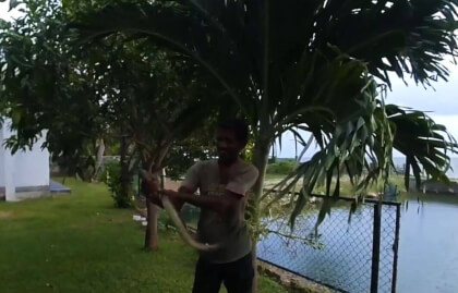 180 VR - Sri Lanka 2019 - 02 - Negombo - electric eel caught VR Video 180 VR - Sri Lanka 2019 - 02 - Negombo - electric eel caught VR