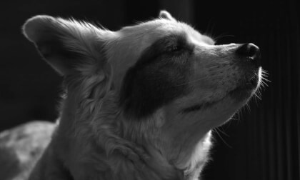 Shuki the Dog VR Video Shuki the Dog VR