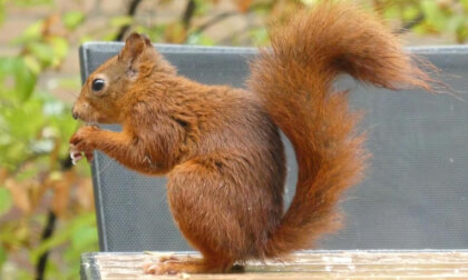 VR180 Squirrels and Birds in the Netherlands