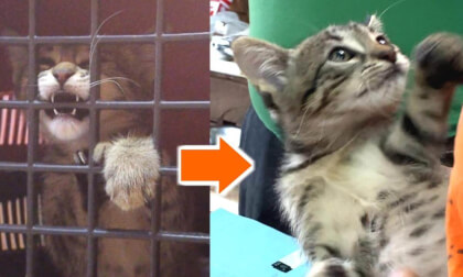Took crying kitten to a wild animal hospital for vaccinations and was unexpected... | 泣き叫ぶ子猫をワクチン接種でワイルドな動物病院に連れて行った結果が意外だった…