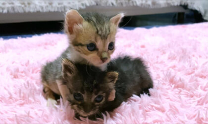 Kittens grooming were cute... so just wanted to do it | 毛づくろいする赤ちゃん子猫たちが可愛すぎて癒される