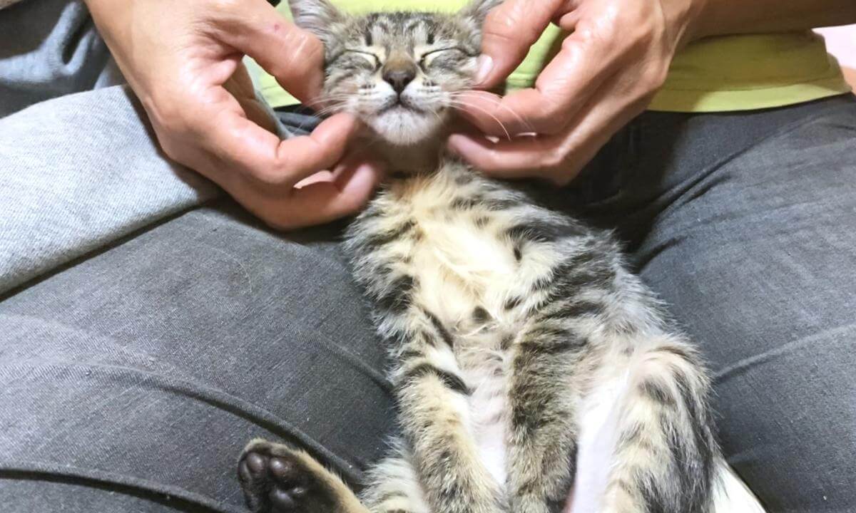 Kitten is so cute when she is on lap and leave what do to her | 膝の上で身を委ねてされるがままの子猫が可愛い…笑