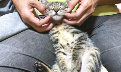 Kitten is so cute when she is on lap and leave what do to her | 膝の上で身を委ねてされるがままの子猫が可愛い…笑