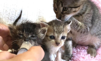Kittens that can't wait to nurse were cute... | 授乳が待ちきれなくて押し寄せる子猫たちがかわいい…笑