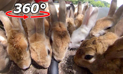 VR 360° | They all gather at once! You'll be surrounded by over ten rabbits!