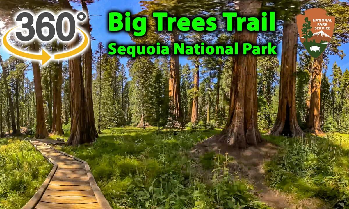 VR 360 The Big Trees Trail at Sequoia National Park Hyperlapse 2026 08 25