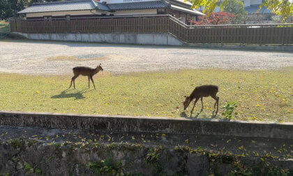 ⁨Parc de Nara⁩, ⁨Nara⁩, ⁨Japon⁩.MOV