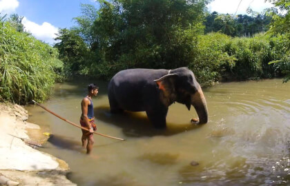 180 VR - Sri Lanka 2019 - 03 - Elephants experience