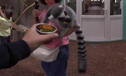 Face to Face with Animals 🐒 | Lemurs Up Close in 8K 60FPS VR180 3D