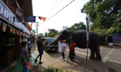 180 VR - Sri Lanka 2019 - 06 - Habarana