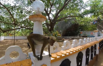 180 VR - Sri Lanka 2019 - 07 - Pidurangala rock VR Video 180 VR - Sri Lanka 2019 - 07 - Pidurangala rock VR