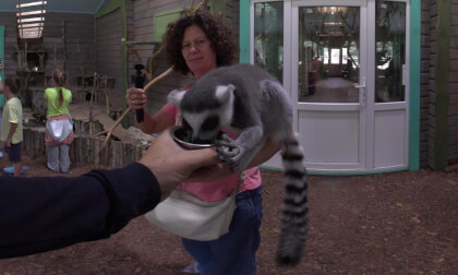 Lemurs Up Close | Amazing Animal Encounter in 8K VR180 3D