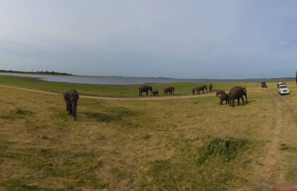 180 VR - Sri Lanka 2019 - 09 - Elephant Safari Kaudulla