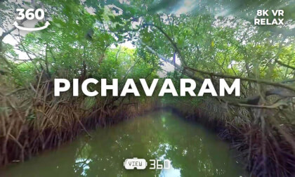 Pichavaram Mangrove Forest, Tamil Nadu, India | 8K 360° VR | By Boat Through the Mangrove Maze