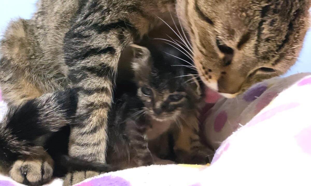 Great love of the older cat who takes care of the kittens who pamper while eating baby food | 離乳食中なのに順番に甘えに来る子猫を可愛がる先住猫の愛に感動した…