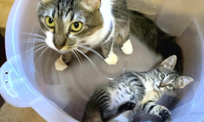 Great love of the older cats gently trained the rambunctious new kitten | 暴れる新入り子猫にやさしくしつけをする先住猫たちに愛を感じました…