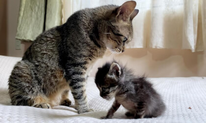 Great love of older cat groomed a naughty kitten while gently training him...  | 赤ちゃん子猫に優しくしつけをしながら毛づくろいする先住猫の愛に感動した…