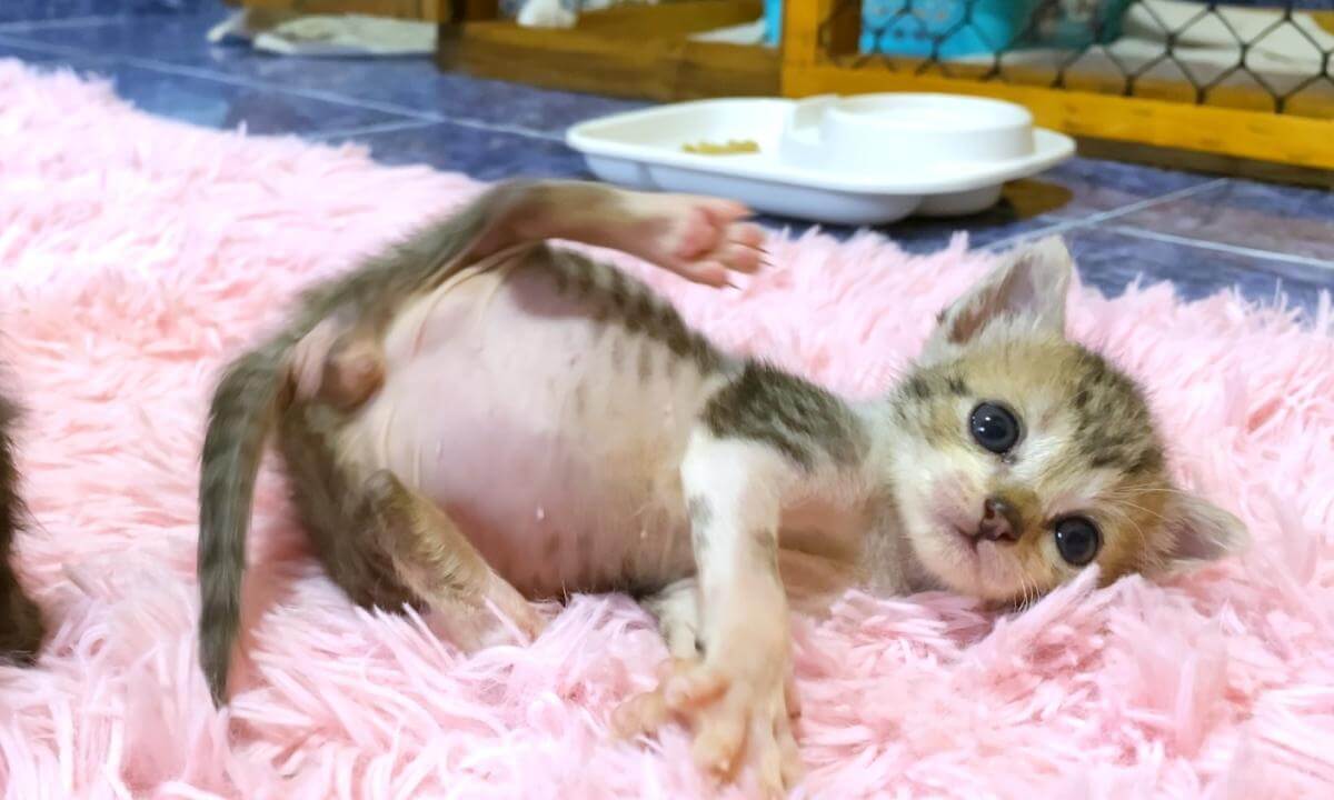Fight of baby kittens that come out a lot of their bellies were very cute | おなかポンポコの赤ちゃん子猫同士のケンカがかわいすぎた…笑