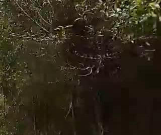 Walking Through the Forest in Madrid, Colombia | 360 VR Nature Experience - Caminando por el bosque en 360 . Ver con VR Glasses.