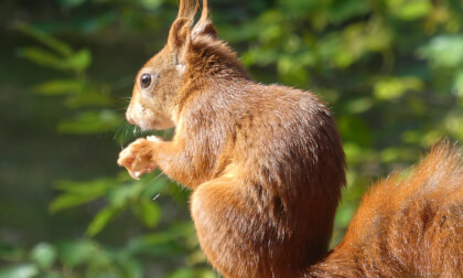 3D Squirrels and Birds