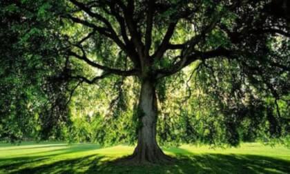 The tree