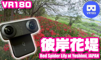 吉見さくら堤公園 曼珠沙華